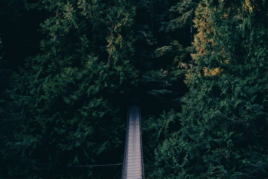 foot bridge, forest, bridge